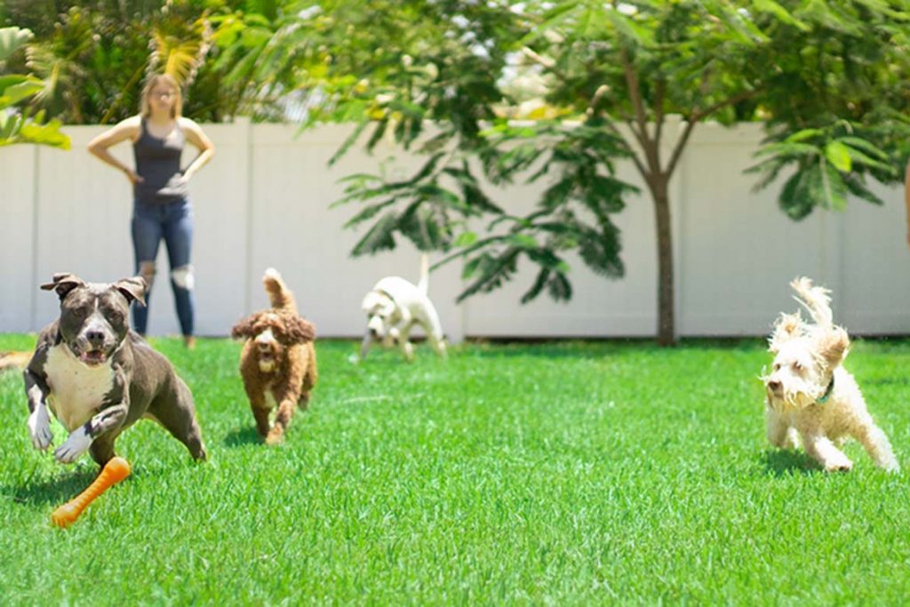 should you tip a dog kennel